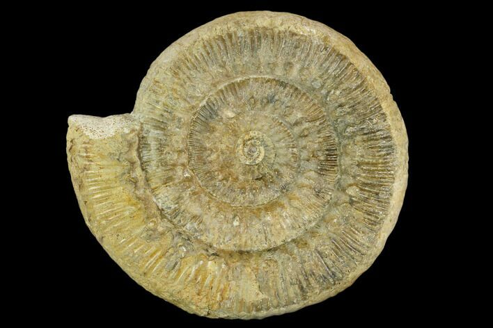 Skirroceras (Stephanoceras) Ammonite - Dorset, England #130207
